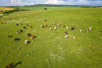 Aerial drone view of free grazing cows on a natural pastureland. Dairy farm. Growing livestock....