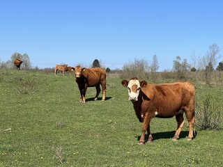 Lika cattle - Breed of Lika Busa on fertile pastures at the foot of Velebit, Croatia (Primitivna pasmina goveda buša - Ličko govedo - Pasmina ličke buše na plodnim pašnjacima podno Velebita - Hrvatska