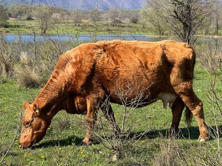 Lika cattle - Breed of Lika Busa on fertile pastures at the foot of Velebit, Croatia (Primitivna pasmina goveda buša - Ličko govedo - Pasmina ličke buše na plodnim pašnjacima podno Velebita - Hrvatska