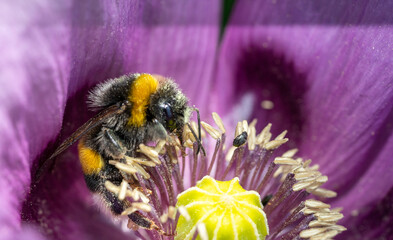 bumblebee on a flower macro shot