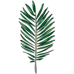 summer tropical leaf, summer elements vector, southeast asia nature