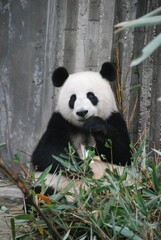 Plakat giant panda eating bamboo