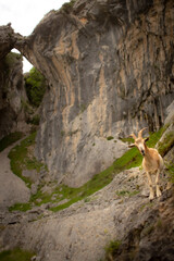 Asturias