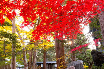 北海道神宮の鮮やかな紅葉