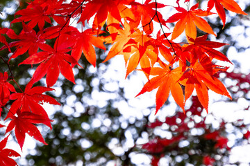 北海道神宮の鮮やかな紅葉