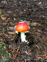 red mushroom in the forest