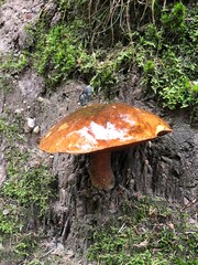 mushrooms in the forest