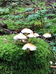 mushrooms in the forest