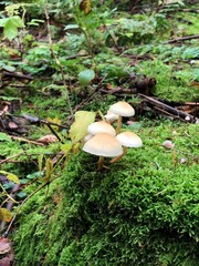 mushrooms in the forest