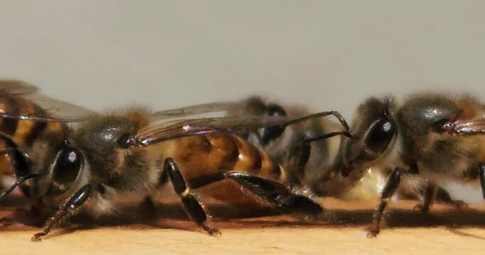 Closup of Bees inside the beehive. Honeycomb close up. Bee colony in hive macro. Honey in combs. Organic Beekeeping (apiculture), 4k resolution realtime footage