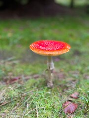 fly agaric mushroom