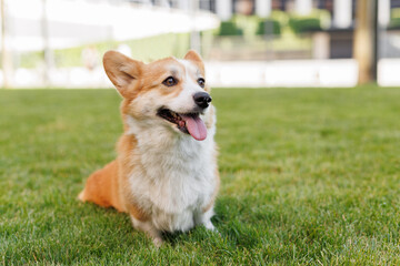 Portrait of adorable, happy dog of the corgi breed in the park on the green grass at sunset. The girl hugs and strokes her beloved pet.