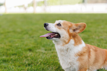 Portrait of adorable, happy dog of the corgi breed in the park on the green grass at sunset. The girl hugs and strokes her beloved pet.