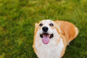 Portrait of adorable, happy dog of the corgi breed in the park on the green grass at sunset. The girl hugs and strokes her beloved pet.