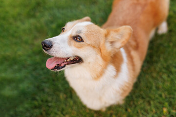 Portrait of adorable, happy dog of the corgi breed in the park on the green grass at sunset. The girl hugs and strokes her beloved pet.