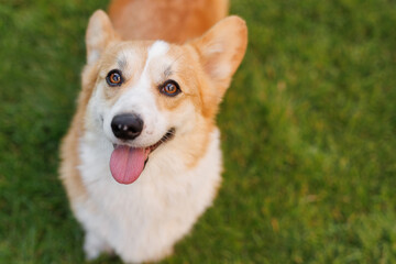 Portrait of adorable, happy dog of the corgi breed in the park on the green grass at sunset. The girl hugs and strokes her beloved pet.