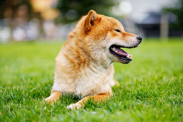 Portrait of adorable, happy dog of the Simba breed in the park on the green grass at sunset.