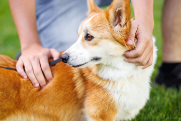 Portrait of adorable, happy dog of the corgi breed in the park on the green grass at sunset. The girl hugs and strokes her beloved pet.
