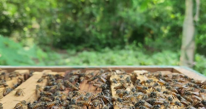 Closup of Bees inside the beehive. Honeycomb close up. Bee colony in hive macro. Honey in combs. Organic Beekeeping (apiculture), 4k resolution realtime footage