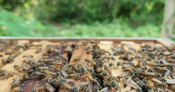Indian honey bees . Apis cerana indica