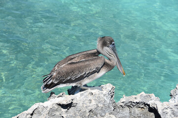 Pelican with His Wings Slightly Raised on Lava Rock