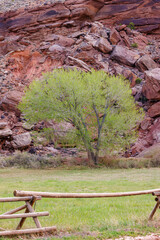 Scenic landscape view from Capitol Reef National Park, Fruita, Utah. Selective focus, background blur and foreground blur. Selective focus, background blur and foreground blur.
