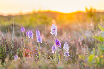 Orchis during sunset in park Formerum dunes at wadden island Terschelling Friesland province in The...