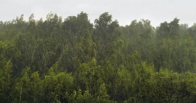 Bad weather and meteorology background. Heavy rainstorm in summer season, strong wind blowing in trees. 60 fps 4k footage.