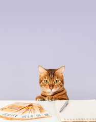 Domestic cat sits at the table and counts money. Home budget.