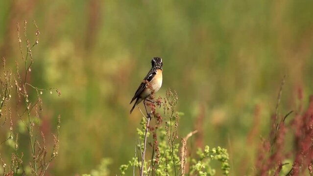 A beautiful bird holds a still living insect in its beak. Beautiful background. Slow motion (120 fps), close up. The whinchat (Saxicola rubetra) is a small migratory passerine bird breeding in Europe 