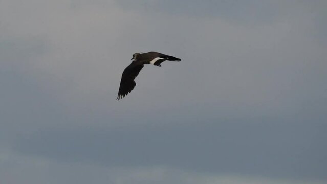 Flight of the lapwing. Slow Motion (120 fps). The northern lapwing (Vanellus vanellus), also known as the peewit, tuit, green plover, or pyewipe or just lapwing, is a bird in the lapwing subfamily.
