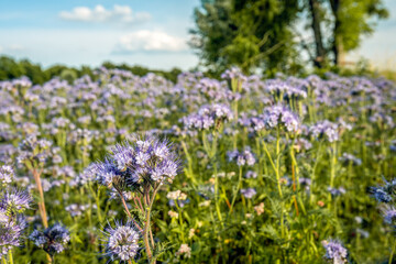 Closeup of a lavender colored Lacy phacelia plant in the foreground of a whole field with these bee and bumblebee friendly plants.