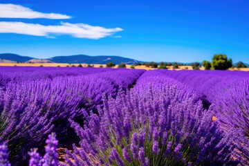 Plakat a field of purple flowers