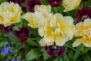 Colorful spring meadow with lot burgundy tulip gorilla and yellow tulip verona flowers - close up. Nature, floral, blooming and gardening concept
