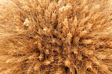 Golden stems ears of wheat field. Agricultural spikelets. Farm life. Reduction import, export and increased cereal global shortage. Plant and rich harvest period time concept. Rural scenery landscape.