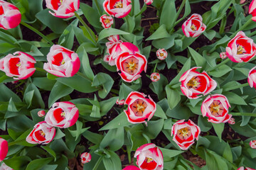 Colorful spring meadow with red and white tulip dutch design flowers - top view, close up. Nature, floral, blooming and gardening concept