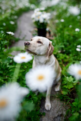 Fawn labrador in chamomile flowers, summer