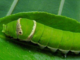 Macro of common mormon larva on green leaves