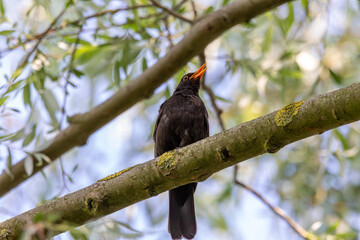 eurasian blackbird (turdus merula) sitting on a bush 