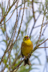 Yellowhammer (Emberiza citrinella) with worm in beak, sitting on a branch.