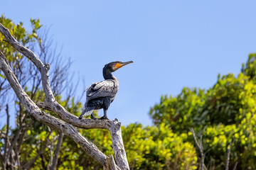 Great cormorant, phalacrocorax carbo, also known as the black shag, perched on a eucalyptus tree,...