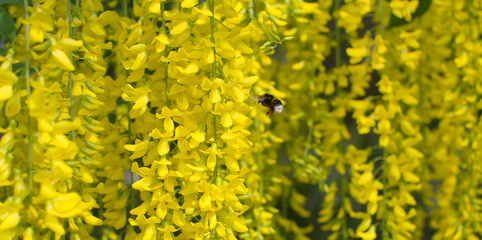 nature banner, bumblebee flying to pollinate flowers in springtime garden - 616676022