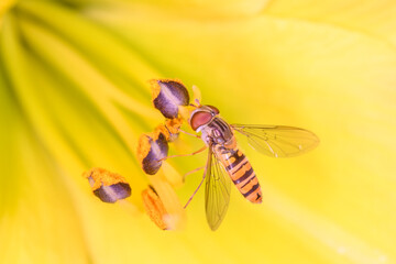Marmalade hoverfly - Episyrphus balteatus with Hemerocallis