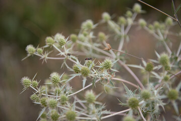 A longhorn beetle, on thorn bushes. Chlorophorus