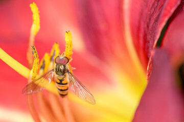 Marmalade hoverfly - Episyrphus balteatus with Hemerocallis