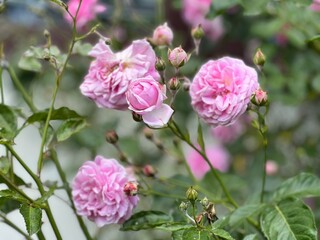 Fototapeta na wymiar Beautiful roses in garden