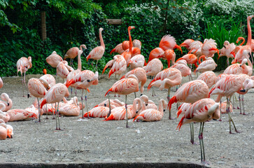 group of pink flamingos