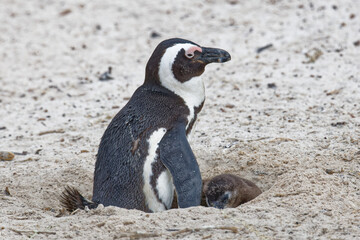 Fototapeta premium Brillenpinguine