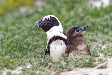 Brillenpinguine