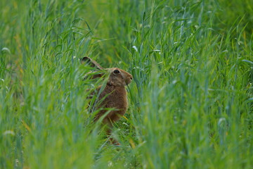 The hare sits in the grass. Close-up shot. The European hare (Lepus europaeus), also known as the brown hare, is a species of hare native to Europe and parts of Asia.